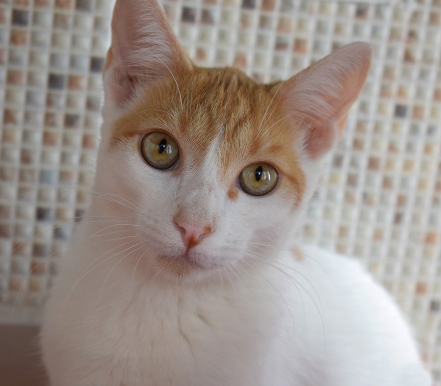 Fotografia do gatinho Lorde. Ele é branco e tem algumas manchas amarelas. Ele está olhando fixamente para a câmera.